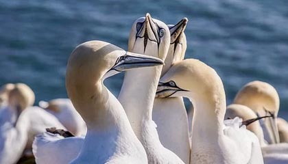 stake官方-官方：拉亚战布莱顿的指尖神扑当选英超12月最佳扑救