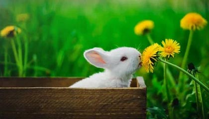 stake官方-官方：拉亚战布莱顿的指尖神扑当选英超12月最佳扑救